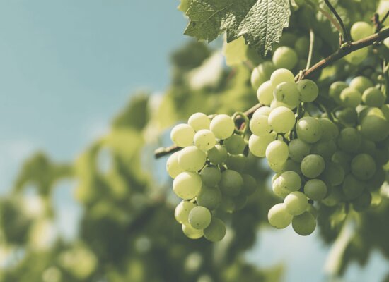 Albariño