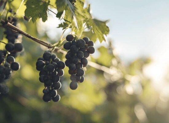 Barbera