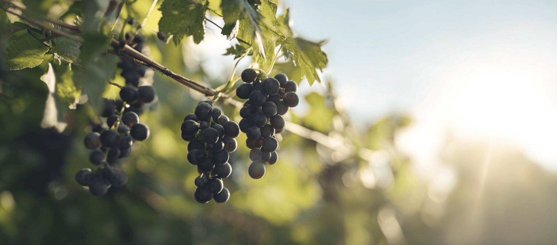 Barbera Sarda